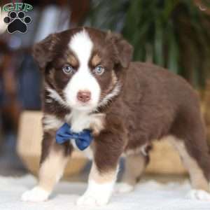 Kicks, Miniature Australian Shepherd Puppy